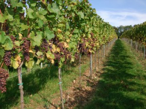 Wein- und Kellerfest 2016